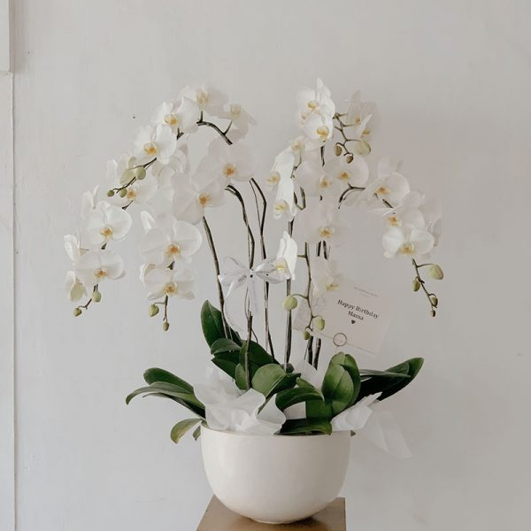 Orchid Pot